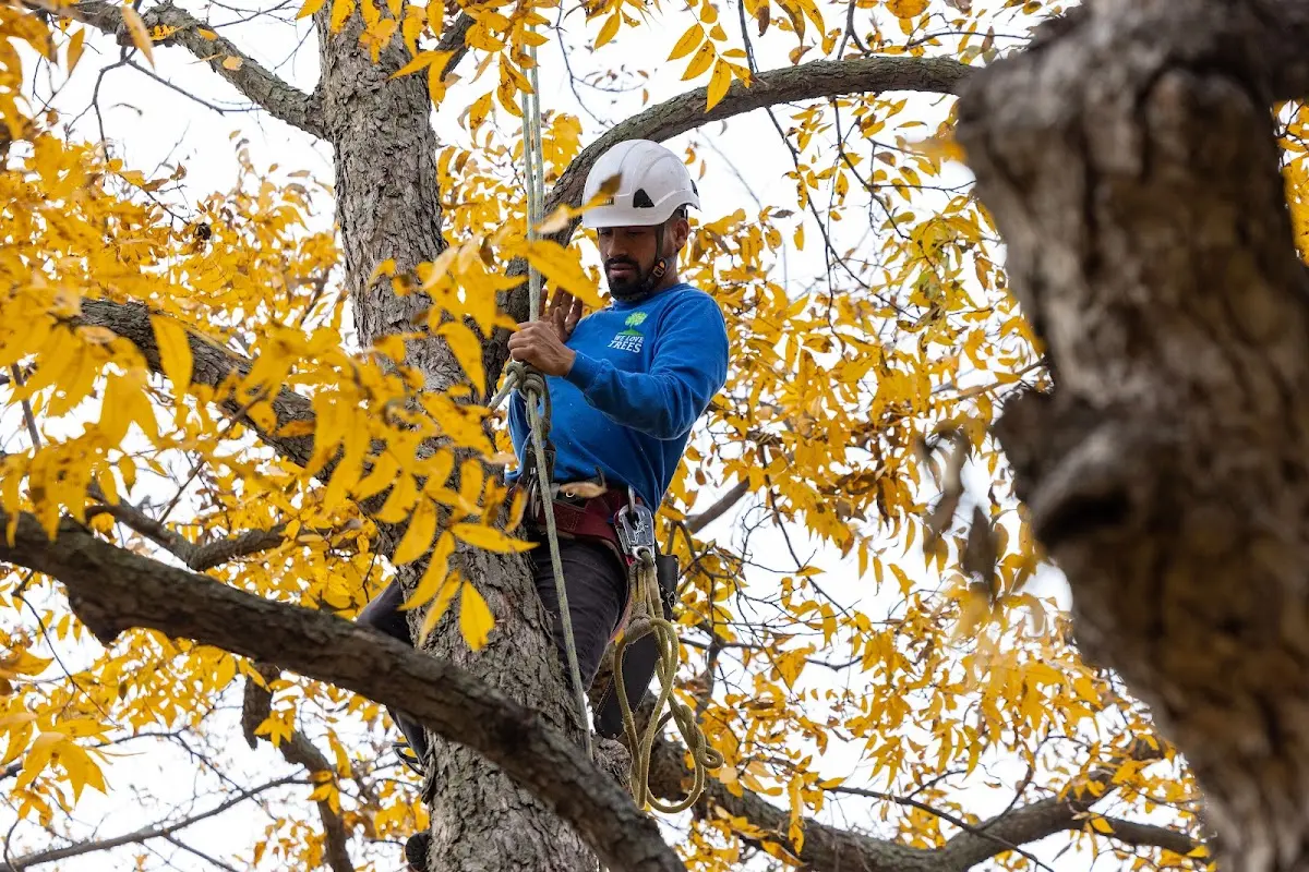 Skilled Storm Damage Cleanup crew working in Grantsburg