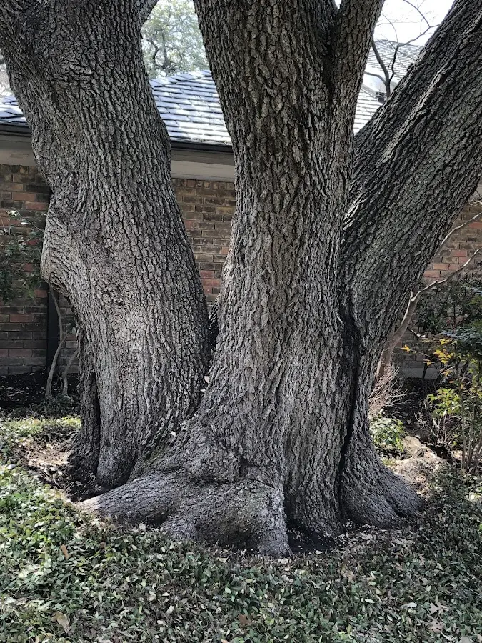 Mature heritage tree close to a Grantsburg property cared for by certified arborists